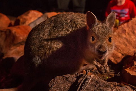 Alice Springs Desert Park Nocturnal Tour - Accommodation Mount Tamborine 3