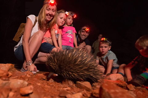 Alice Springs Desert Park Nocturnal Tour - Accommodation Mount Tamborine 5