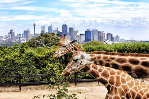 Go City | Sydney Explorer Pass With 20+ Attractions And Tours - Accommodation Mount Tamborine 2