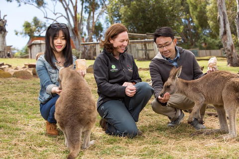 Bonorong Wildlife Park And Richmond Afternoon Tour From Hobart - Accommodation Mount Tamborine 1