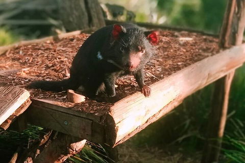 Bonorong Wildlife Park And Richmond Afternoon Tour From Hobart - Accommodation Mount Tamborine 4