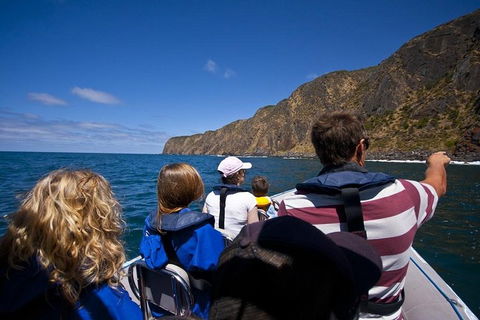 Seal Island Boat Tour From Victor Harbor - Accommodation Mount Tamborine 0