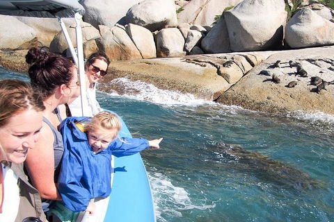 Seal Island Boat Tour From Victor Harbor - Accommodation Mount Tamborine 4