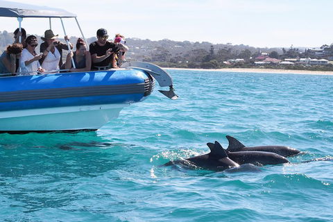Seal Island Boat Tour From Victor Harbor - Accommodation Mount Tamborine 5