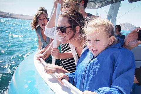 Southern Ocean Adventure From Victor Harbor - Accommodation Mount Tamborine 4