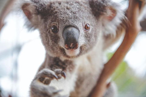 Hop-On Hop-Off Bus And PLUS 4 Merlin Attractions - Accommodation Mount Tamborine 2