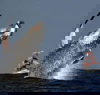 Sydney Harbour Tall Ship Whale  Sail - Whale Watching Cruise - Accommodation Mount Tamborine