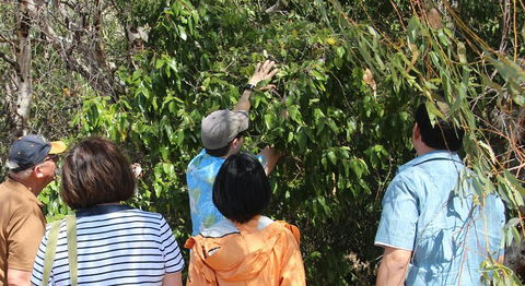 Magnetic Island Tour: Maggie Comprehensive - Accommodation Mount Tamborine 4