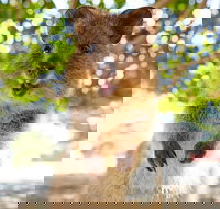 Discover Rottnest with Ferry  Bus Tour from Perth or Fremantle - Accommodation Mount Tamborine