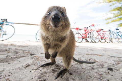 Rottnest Island Round-Trip Ferry From Perth Or Fremantle - Accommodation Mount Tamborine 3