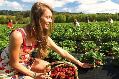 Mornington Peninsula Day Trip From Melbourne - Accommodation Mount Tamborine 0