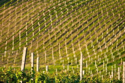 Melbourne Super Saver: Great Ocean Road + Mornington Peninsula + Attraction Pass - Accommodation Mount Tamborine 1