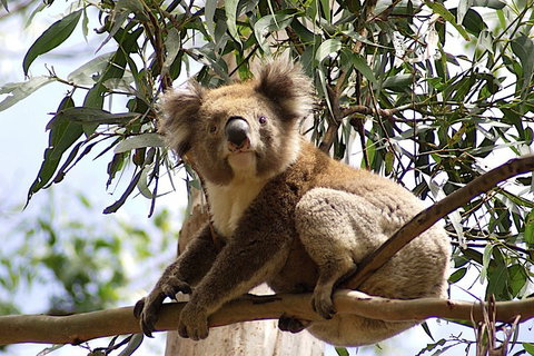 Melbourne Combo: Great Ocean Road, Puffing Billy, Moonlit Sanctuary & Penguins - Accommodation Mount Tamborine 3