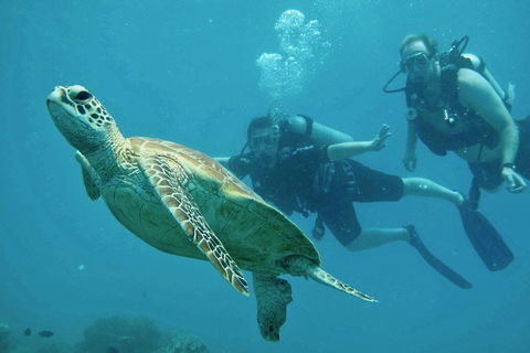 Ocean Freedom Great Barrier Reef Personal Luxury Snorkel & Dive Cruise, Cairns - Accommodation Mount Tamborine 4