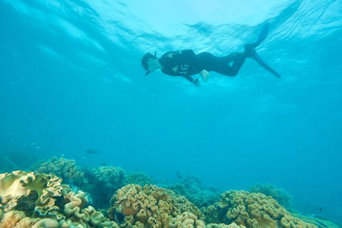 Ocean Freedom Great Barrier Reef Personal Luxury Snorkel & Dive Cruise, Cairns - Accommodation Mount Tamborine 5