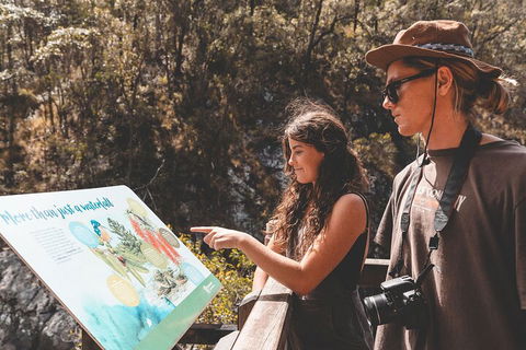 Springbrook AndTamborine Rainforest Tour Incl Natural Bridge And Glow Worm Cave - Accommodation Mount Tamborine 0