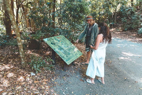 Springbrook AndTamborine Rainforest Tour Incl Natural Bridge And Glow Worm Cave - Accommodation Mount Tamborine 5