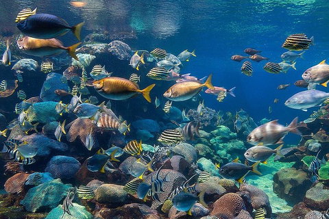 General Admission Entry At AQWA - Accommodation Mount Tamborine 5