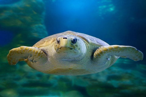 Glass Bottom Boat & Entry At AQWA - Accommodation Mount Tamborine 1