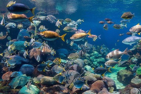 Glass Bottom Boat & Entry At AQWA - Accommodation Mount Tamborine 3