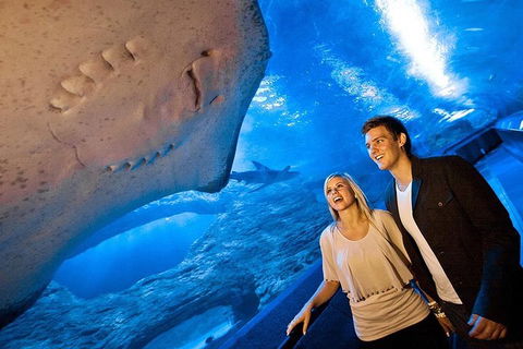 Dive With Sharks At AQWA - Accommodation Mount Tamborine 0