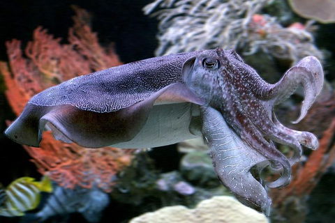 Dive With Sharks At AQWA - Accommodation Mount Tamborine 1