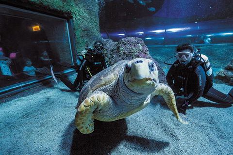 Dive With Sharks At AQWA - Accommodation Mount Tamborine 2