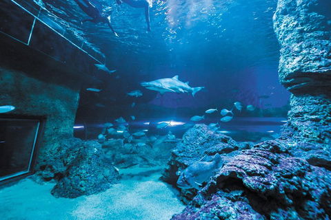 Dive With Sharks At AQWA - Accommodation Mount Tamborine 3