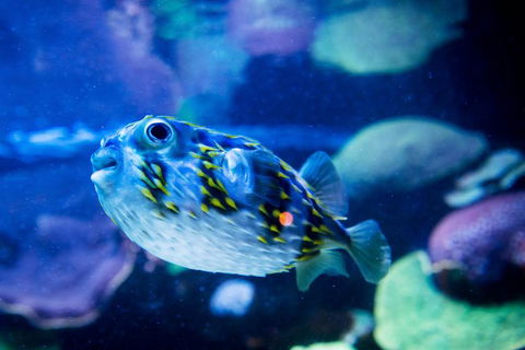Dive With Sharks At AQWA - Accommodation Mount Tamborine 4