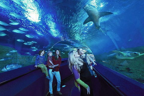 Dive With Sharks At AQWA - Accommodation Mount Tamborine 5