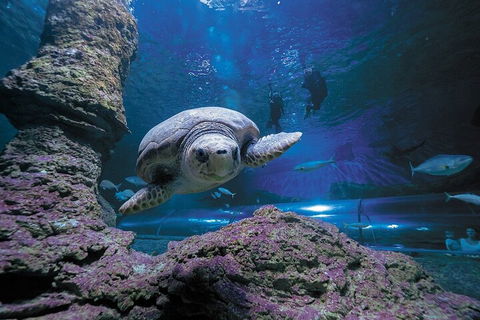 Lunch And General Admission Entry At AQWA - Accommodation Mount Tamborine 5