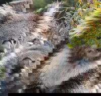 Kuranda Koala Gardens and Birdworld Admission Tickets - Accommodation Mount Tamborine