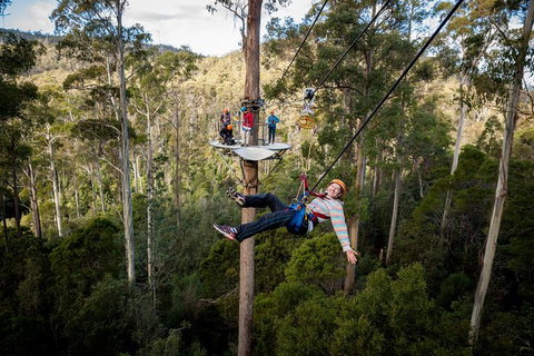 Hollybank Wilderness Adventure - Zipline Tours - Accommodation Mount Tamborine 0