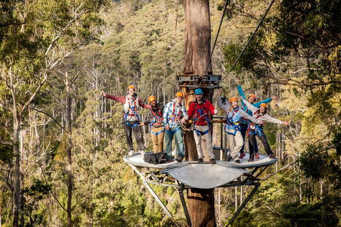 Hollybank Wilderness Adventure - Zipline Tours - Accommodation Mount Tamborine 1