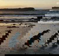 Phillip Island Penguin Parade Day Trip with Koala Conservation Reserve Visit - Accommodation Mount Tamborine