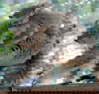 Lone Pine Koala Sanctuary Admission with Brisbane River Cruise - Accommodation Mount Tamborine