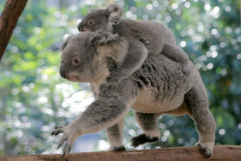 Lone Pine Koala Sanctuary Admission With Brisbane River Cruise - Accommodation Mount Tamborine 0