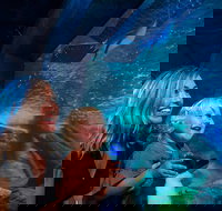 SEA LIFE Sunshine Coast Aquarium Entrance Ticket - Accommodation Mount Tamborine