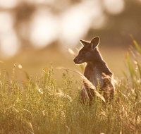 Sunset Blue Mountains Wilderness  Wildlife Tour without the crowds - Accommodation Mount Tamborine