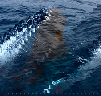 Phillip Island Whale Watching Tour - Accommodation Mount Tamborine