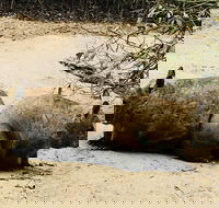 Phillip Island Penguin Parade Brighton Bathing Boxes and Wildlife Park Tour - Accommodation Mount Tamborine