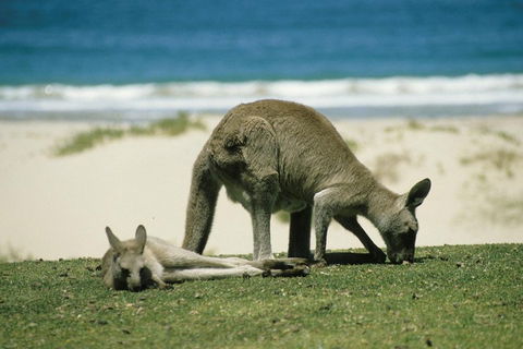 Great Ocean Road Highlights Tour - 2 Days, 1 Night - Accommodation Mount Tamborine 2