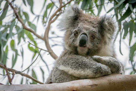 Great Ocean Road & Grampians National Park Tour - 3 Days, 2 Nights - Accommodation Mount Tamborine 2