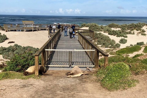 Kangaroo Island 4WD Tour - Best Of KI - Accommodation Mount Tamborine 2